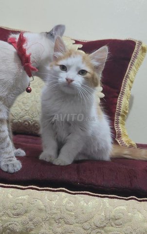 chat turc male 