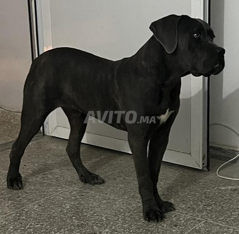 Cane corso