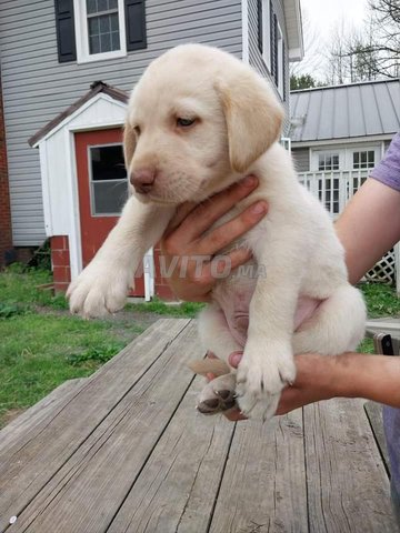 labrador sablée 