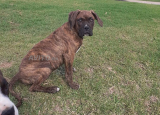 deux Chiens à vendre