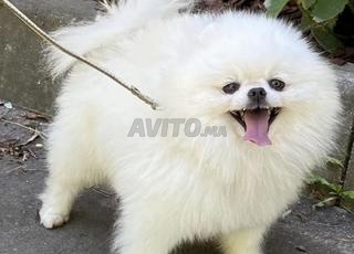 Male spitz pedigree pour accouplement