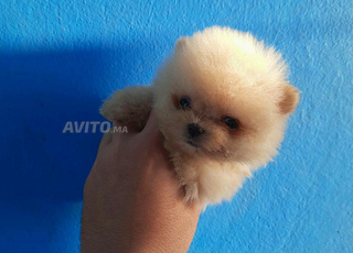 spitz nain pomeranian