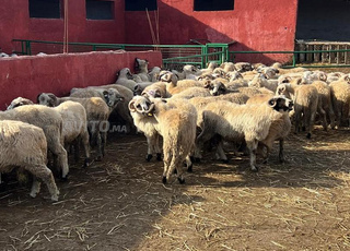 خروف نواحي الرباط 