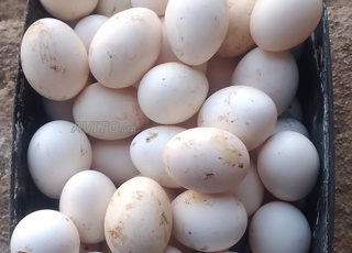 عتوكة فيومي