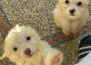 Chiots Bichon Maltais
