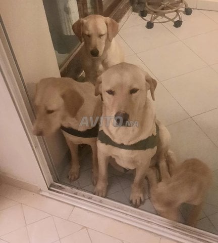 chien labrador sablé rabat