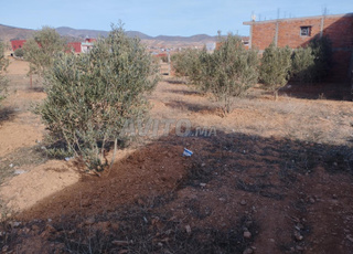 تميال بني سعيد