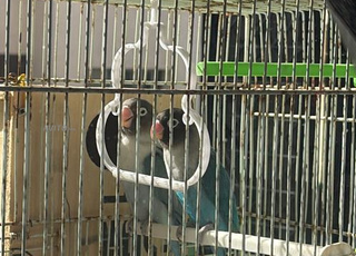 inséparable personata