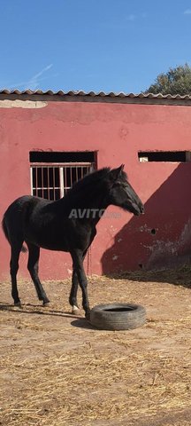 جدع  مليح عربي بربري 