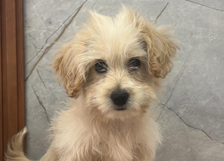 Chienne bichon maltais