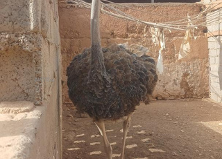 تزنيت تزنيت