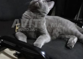 Chat KORAT race original 