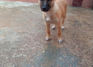 كلب انثى نوع مالينوا اصلي