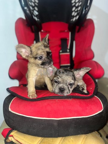 Chiots bouledogue FLUFFY
