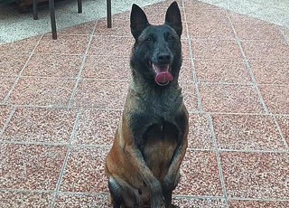 femelle malinois 