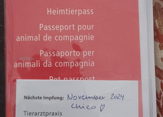 vendre un mal et une femelle du chiouwawa