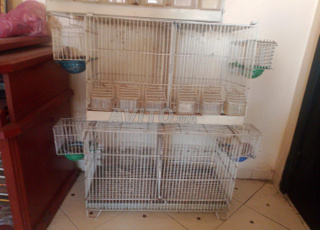 cage double pour canar