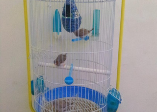 طيور للبيع وقفوص