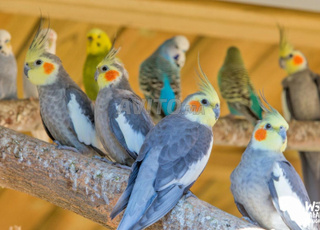 Oiseaux Calopssites Disponible 