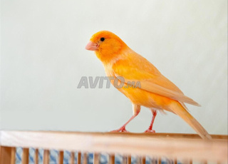 OISEAUX CHANTEUR * CANARI ORANGE *