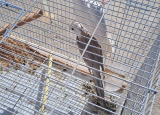 كالوبسيت ذكر وايت فيس انثى البينو