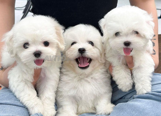 chiot bichon maltais 