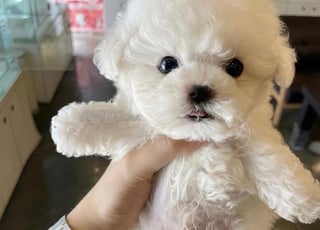 chiot bichon maltais 