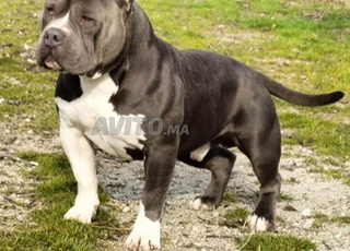 American Bully