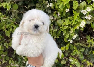 chiot Bichon maltais Race pure