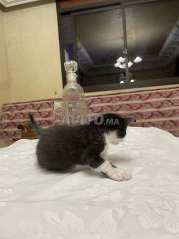 chatons a donné 