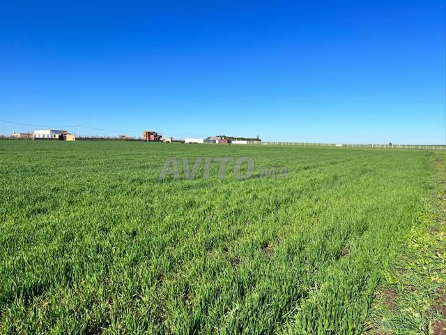 3,6 هكتار موثق في بنسليمان زيايدة