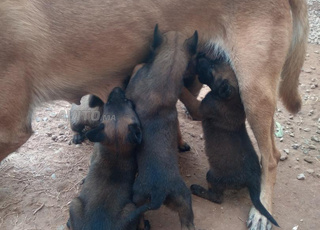 Chien manellwa Charboni 