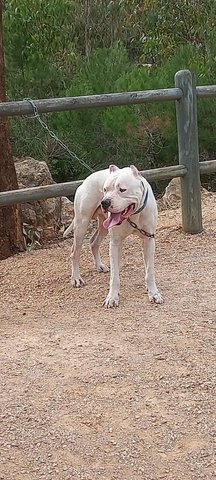 DOG ARGENTIN 