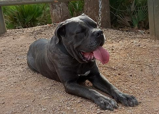 canecorso femele 
