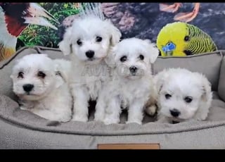 bichon maltais