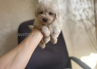 chiot bichon maltais