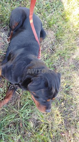 Chien Rottweiler