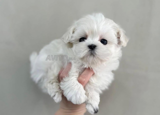 puppy maltais bichon toy 