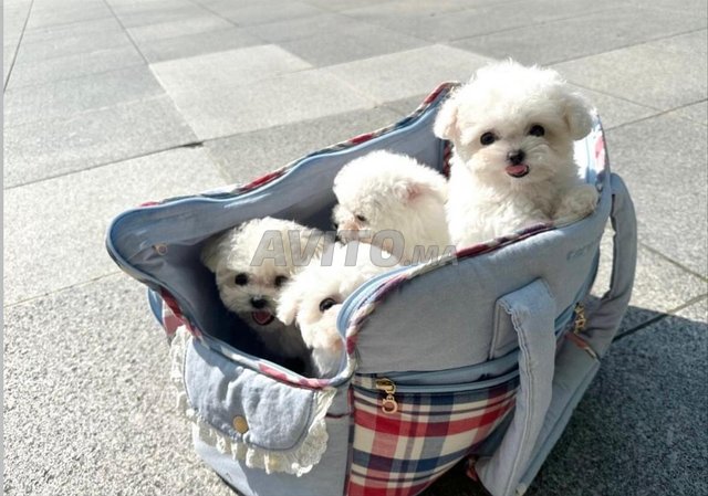  maltais toys bichon 