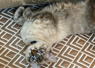 Une femelle chat Sibérien 