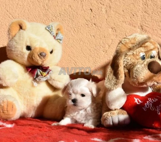 puppy maltese nain