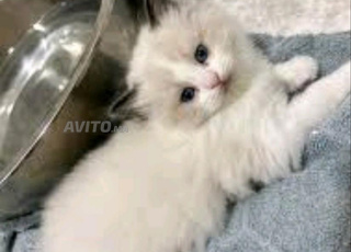 chaton bébé bermanu sacree 