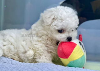 puppy maltais bichon nain 