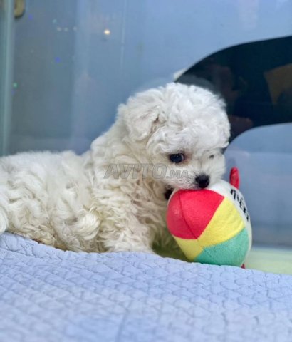 puppy maltais bichon nain 