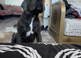 cane corso bleu 