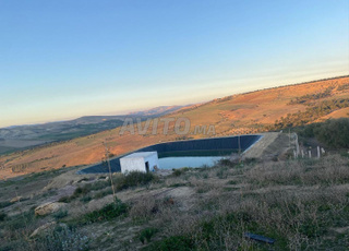 Ferme a mhaya entre Fès Meknes 18 hectares titrée 