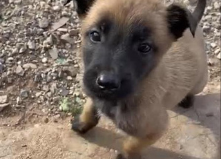 Malinois Chiots Pure Race