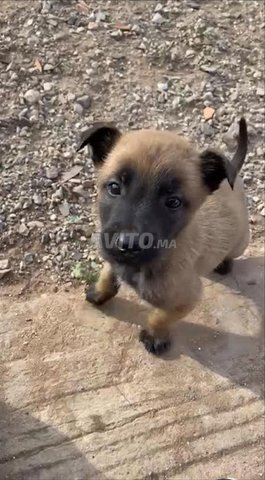 Malinois Chiots Pure Race