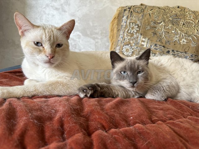 2 chats siamois blanc et gris
