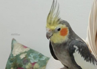 3 oiseaux et cage à vendre j